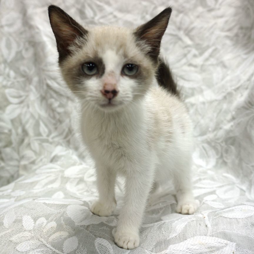 Converse ..... d, an adoptable Snowshoe, Siamese in Pacific Palisades, CA, 90272 | Photo Image 2