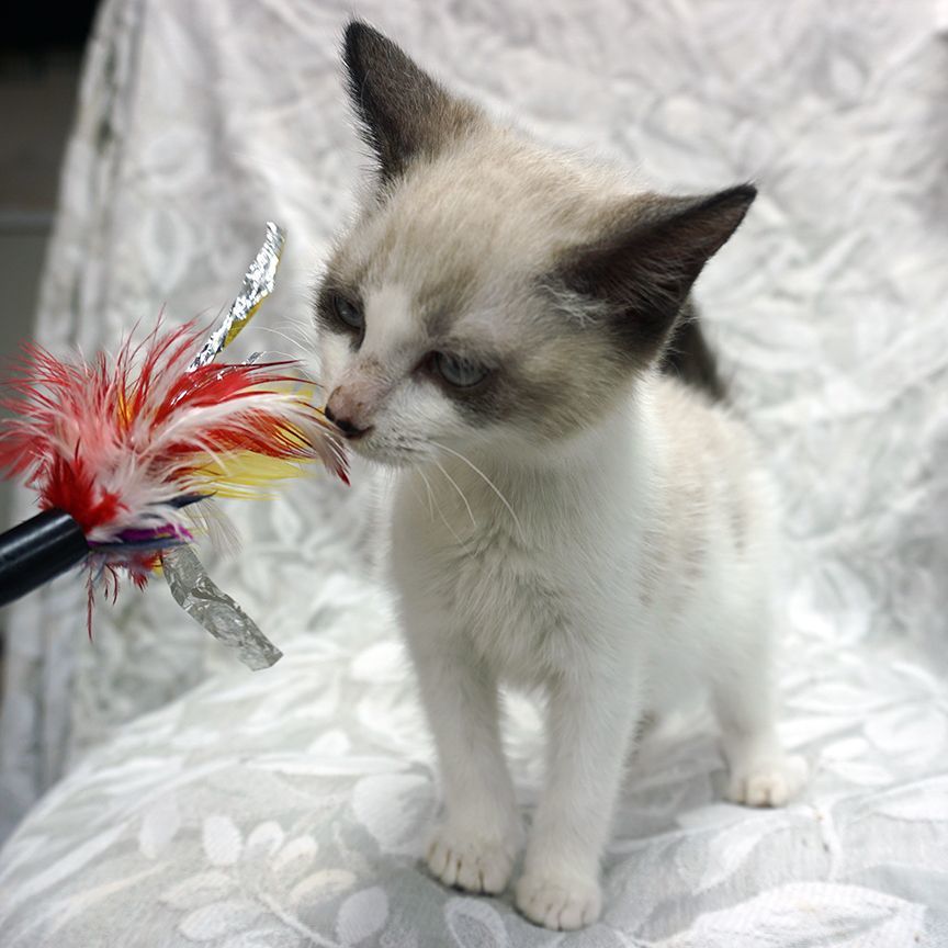 Converse ..... d, an adoptable Snowshoe, Siamese in Pacific Palisades, CA, 90272 | Photo Image 3