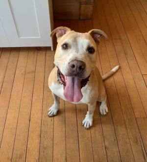 Meet Snuggles This adorable fella is a well-mannered affectionate and low-maintenance senior pitt