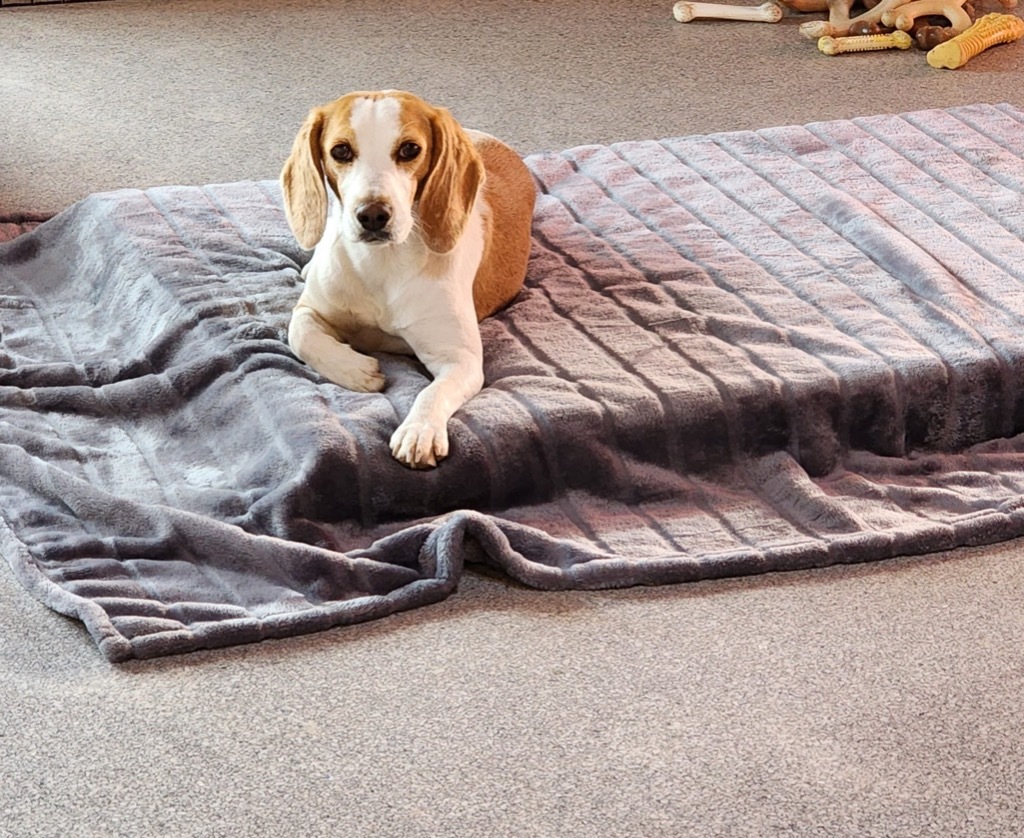 MARIS, an adoptable Beagle in Hartville, WY, 82215 | Photo Image 2
