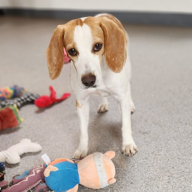 MARIS, an adoptable Beagle in Hartville, WY, 82215 | Photo Image 3