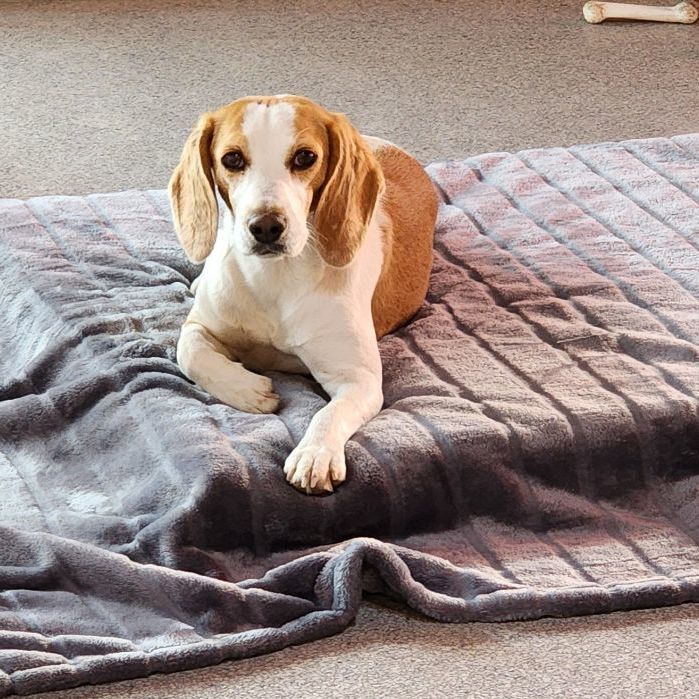 MARIS, an adoptable Beagle in Hartville, WY, 82215 | Photo Image 1