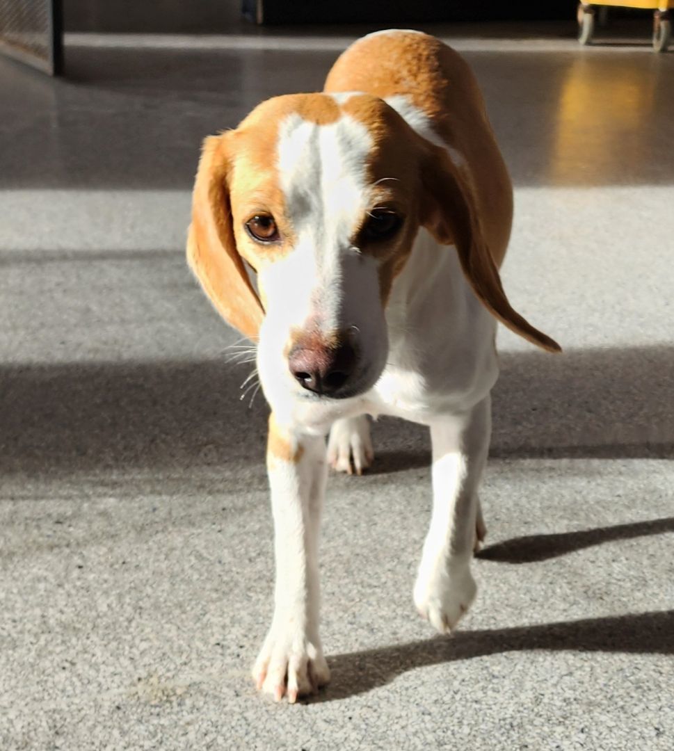 MARIS, an adoptable Beagle in Hartville, WY, 82215 | Photo Image 4