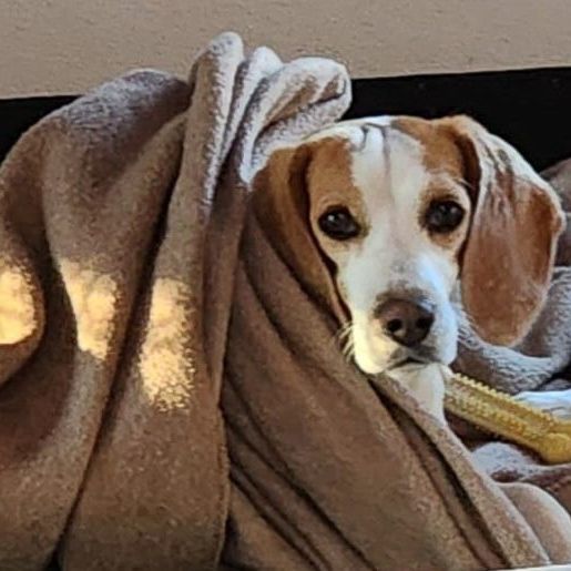 MARIS, an adoptable Beagle in Hartville, WY, 82215 | Photo Image 5