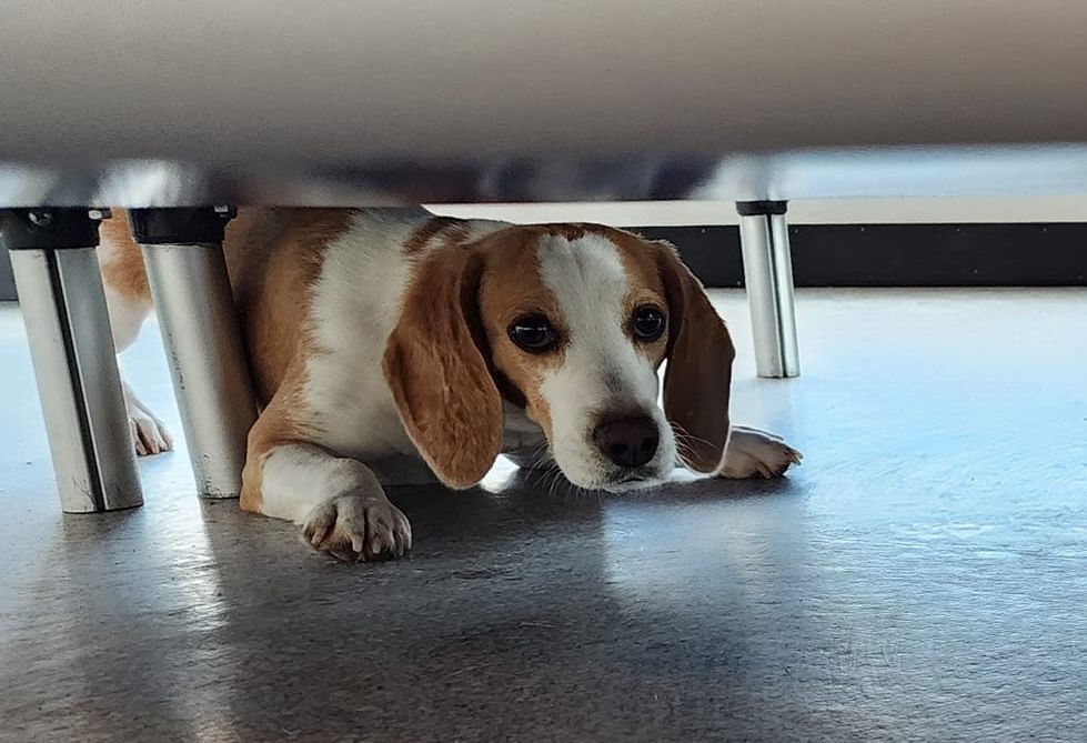 MARIS, an adoptable Beagle in Hartville, WY, 82215 | Photo Image 6