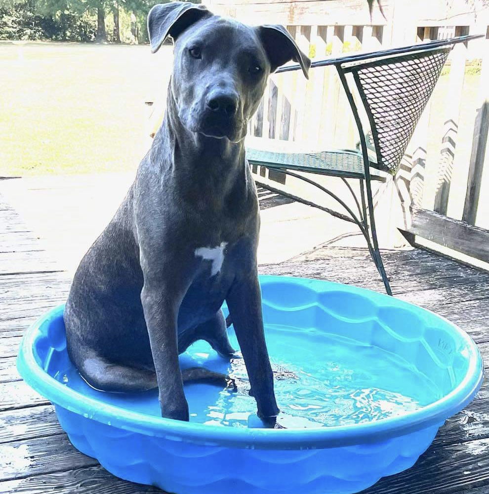 Duke, an adoptable Labrador Retriever, Great Dane in Grand Bay, AL, 36541 | Photo Image 2