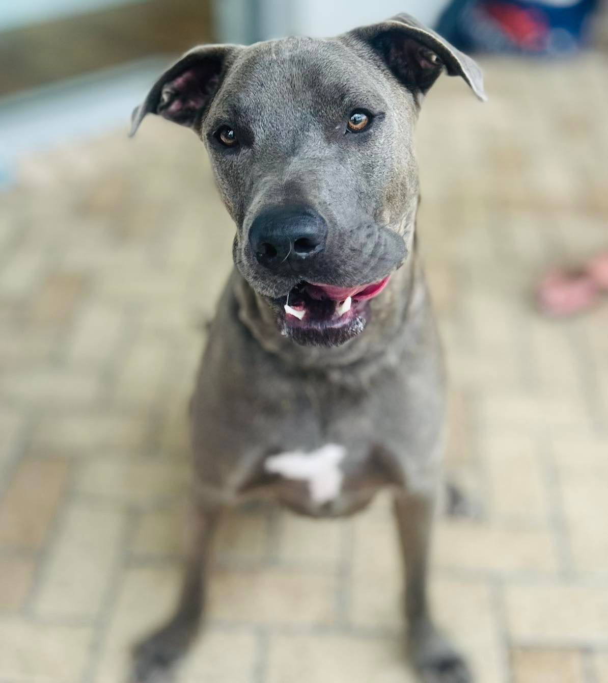 Duke, an adoptable Labrador Retriever, Great Dane in Grand Bay, AL, 36541 | Photo Image 2
