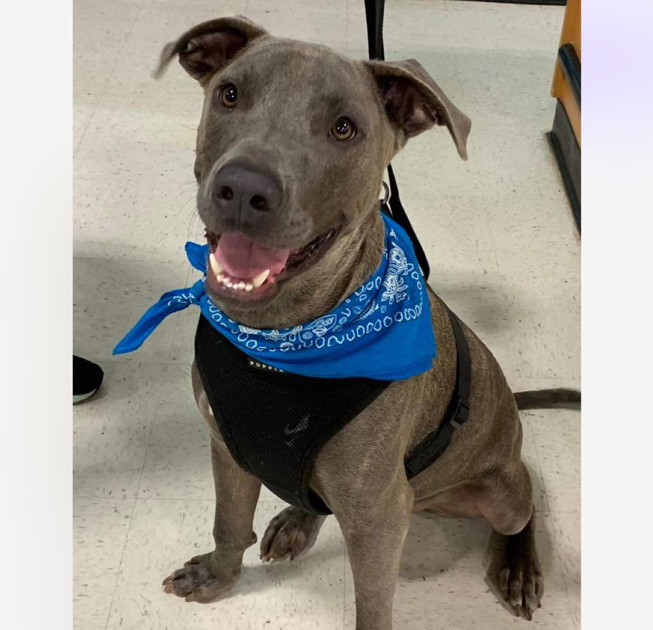 Duke, an adoptable Labrador Retriever, Great Dane in Grand Bay, AL, 36541 | Photo Image 5