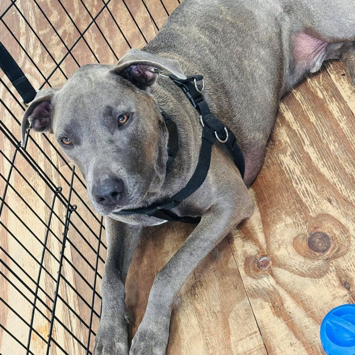 Duke, an adoptable Labrador Retriever, Great Dane in Grand Bay, AL, 36541 | Photo Image 5