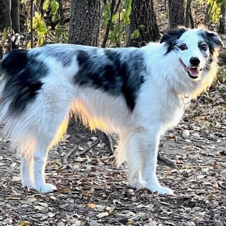 Blue merle aussie border best sale collie mix