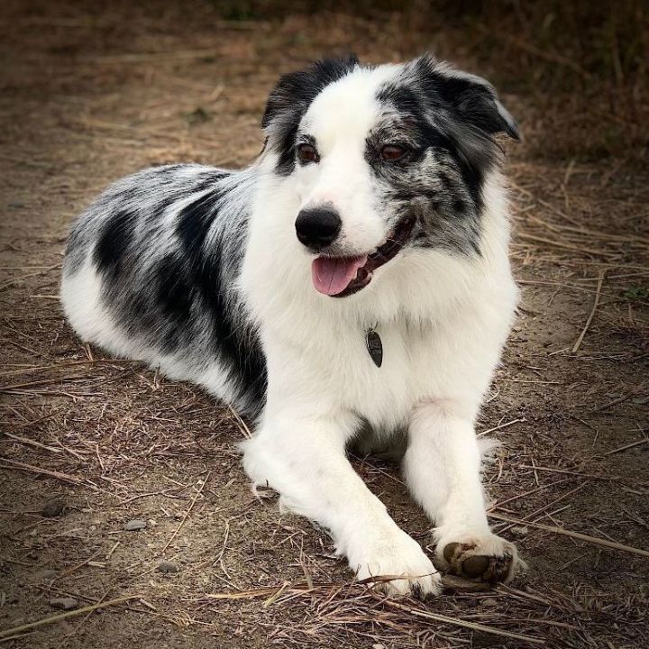 Border Collie vs. Australian Shepherd: Can You Spot the Differences?