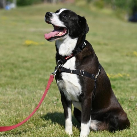 Happy, an adoptable Mixed Breed in Ponderay, ID, 83852 | Photo Image 1