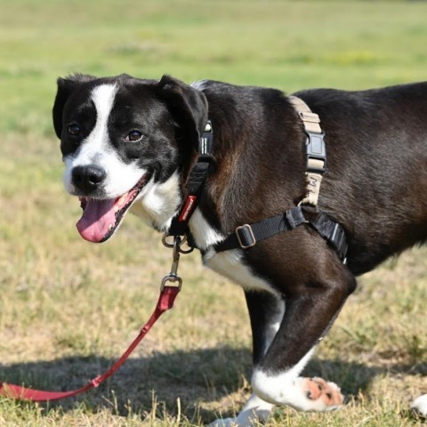 Happy, an adoptable Mixed Breed in Ponderay, ID, 83852 | Photo Image 2