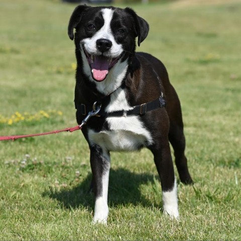 Happy, an adoptable Mixed Breed in Ponderay, ID, 83852 | Photo Image 3