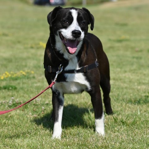 Happy, an adoptable Mixed Breed in Ponderay, ID, 83852 | Photo Image 4