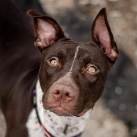 Willow, an adoptable Mixed Breed in Ponderay, ID, 83852 | Photo Image 1