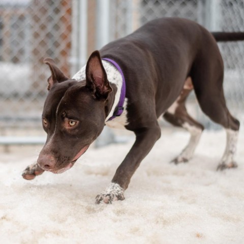 Willow, an adoptable Mixed Breed in Ponderay, ID, 83852 | Photo Image 2
