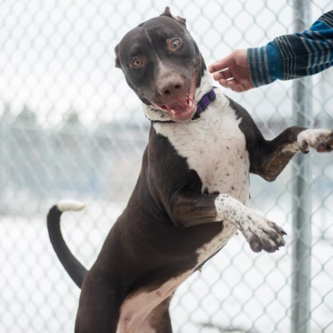 Willow, an adoptable Mixed Breed in Ponderay, ID, 83852 | Photo Image 3