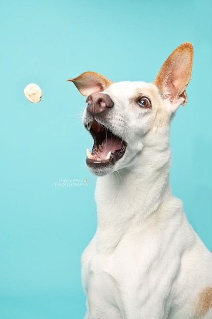 Toby, an adoptable Saluki in Washington, DC, 20003 | Photo Image 2