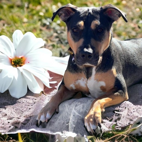 Stormie - PAWS, an adoptable Mixed Breed in Las Cruces, NM, 88001 | Photo Image 2