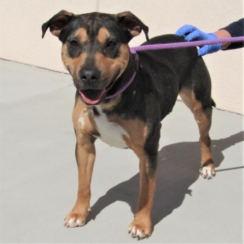 Stormie - PAWS, an adoptable Mixed Breed in Las Cruces, NM, 88001 | Photo Image 3