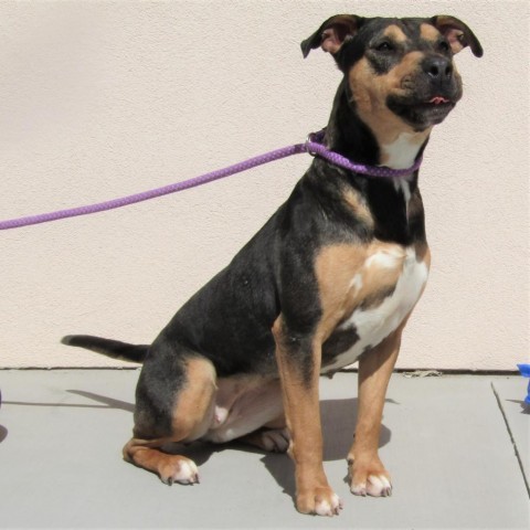 Stormie - PAWS, an adoptable Mixed Breed in Las Cruces, NM, 88001 | Photo Image 3