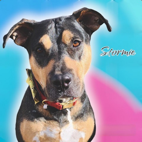 Stormie - PAWS, an adoptable Mixed Breed in Las Cruces, NM, 88001 | Photo Image 5