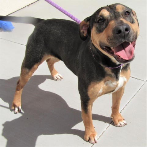 Stormie - PAWS, an adoptable Mixed Breed in Las Cruces, NM, 88001 | Photo Image 5