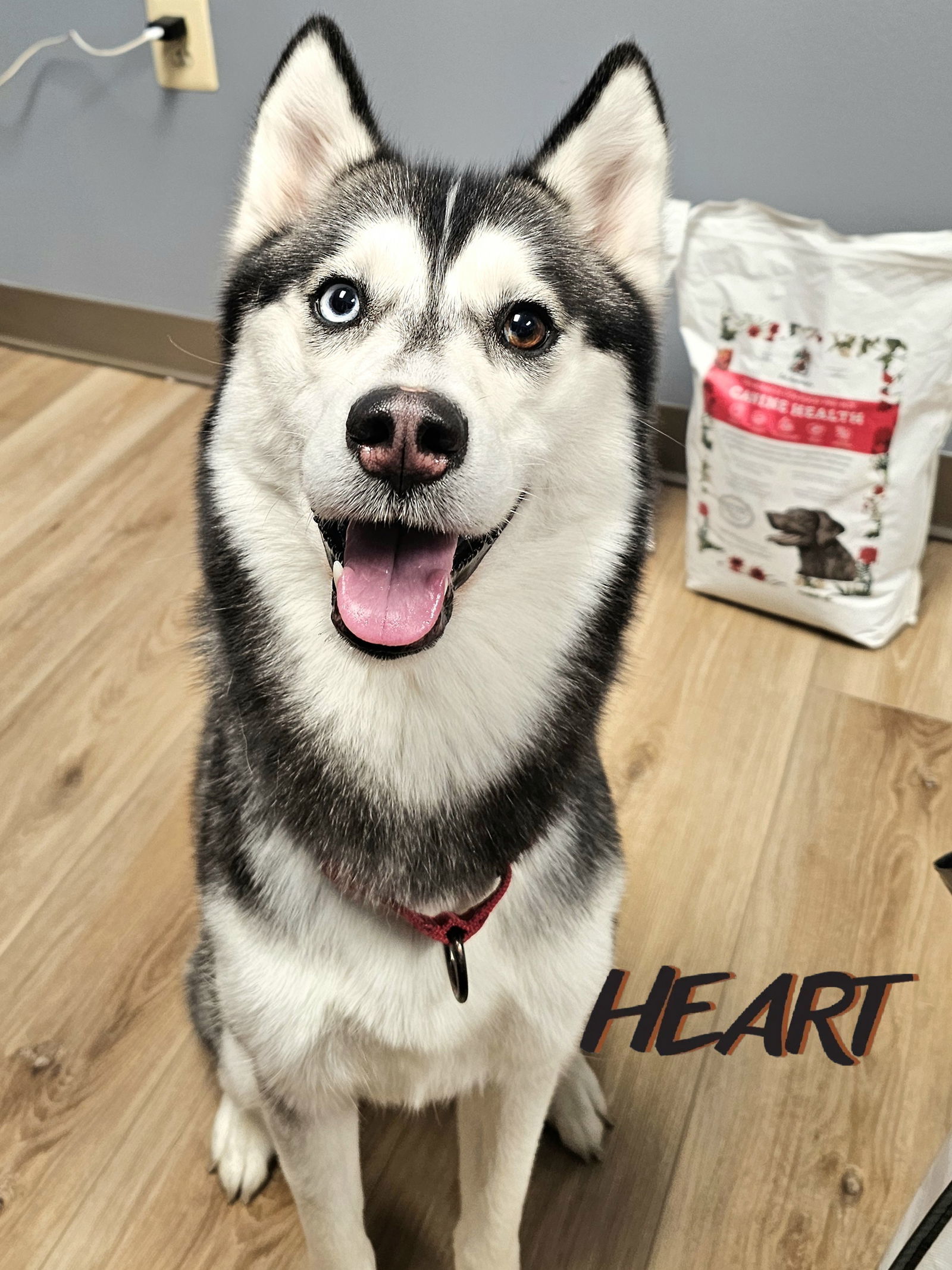 Gia, an adoptable Siberian Husky in Millersville, MD, 21108 | Photo Image 1