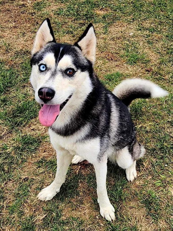 Gia, an adoptable Siberian Husky in Millersville, MD, 21108 | Photo Image 2