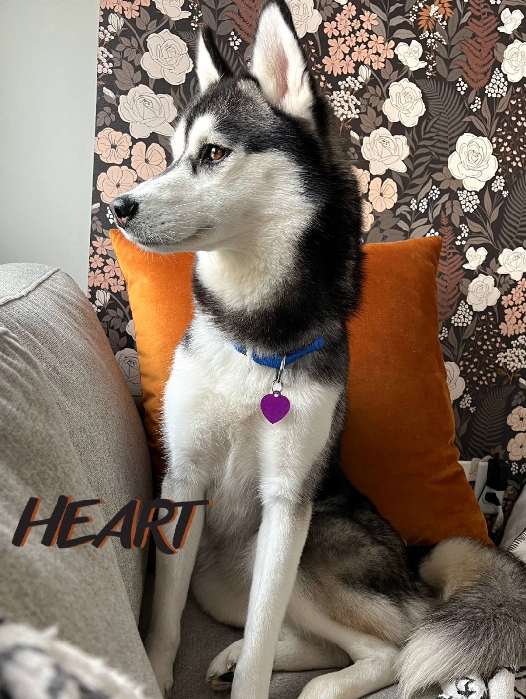 Gia, an adoptable Siberian Husky in Millersville, MD, 21108 | Photo Image 3