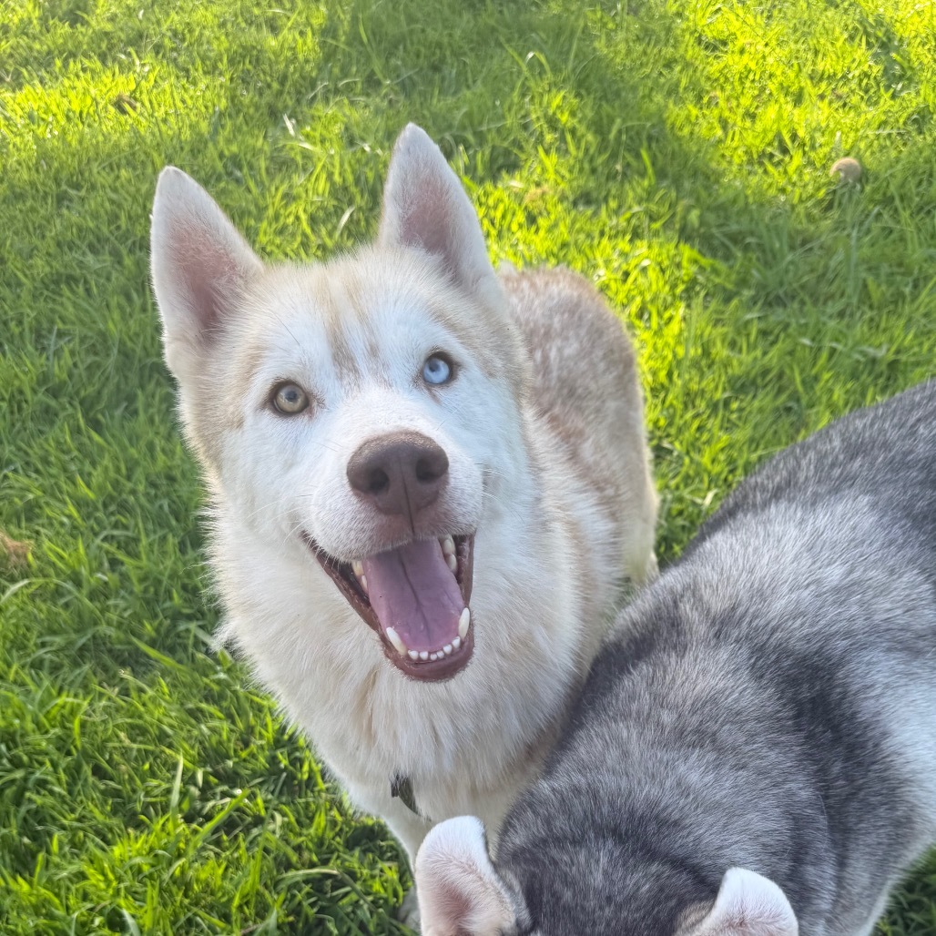 Lafayette, an adoptable Husky in Eufaula, OK, 74432 | Photo Image 1