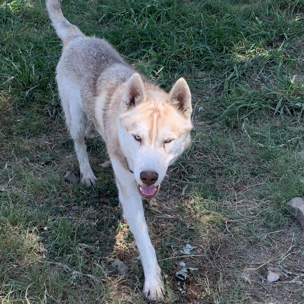 Lafayette, an adoptable Husky in Eufaula, OK, 74432 | Photo Image 2