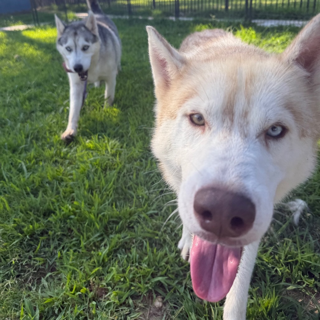 Lafayette, an adoptable Husky in Eufaula, OK, 74432 | Photo Image 4
