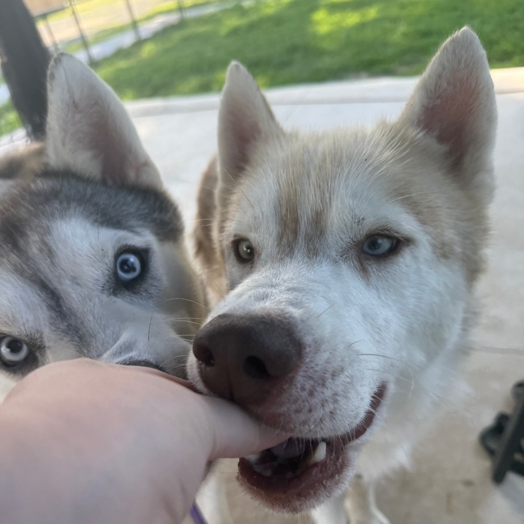 Lafayette, an adoptable Husky in Eufaula, OK, 74432 | Photo Image 5