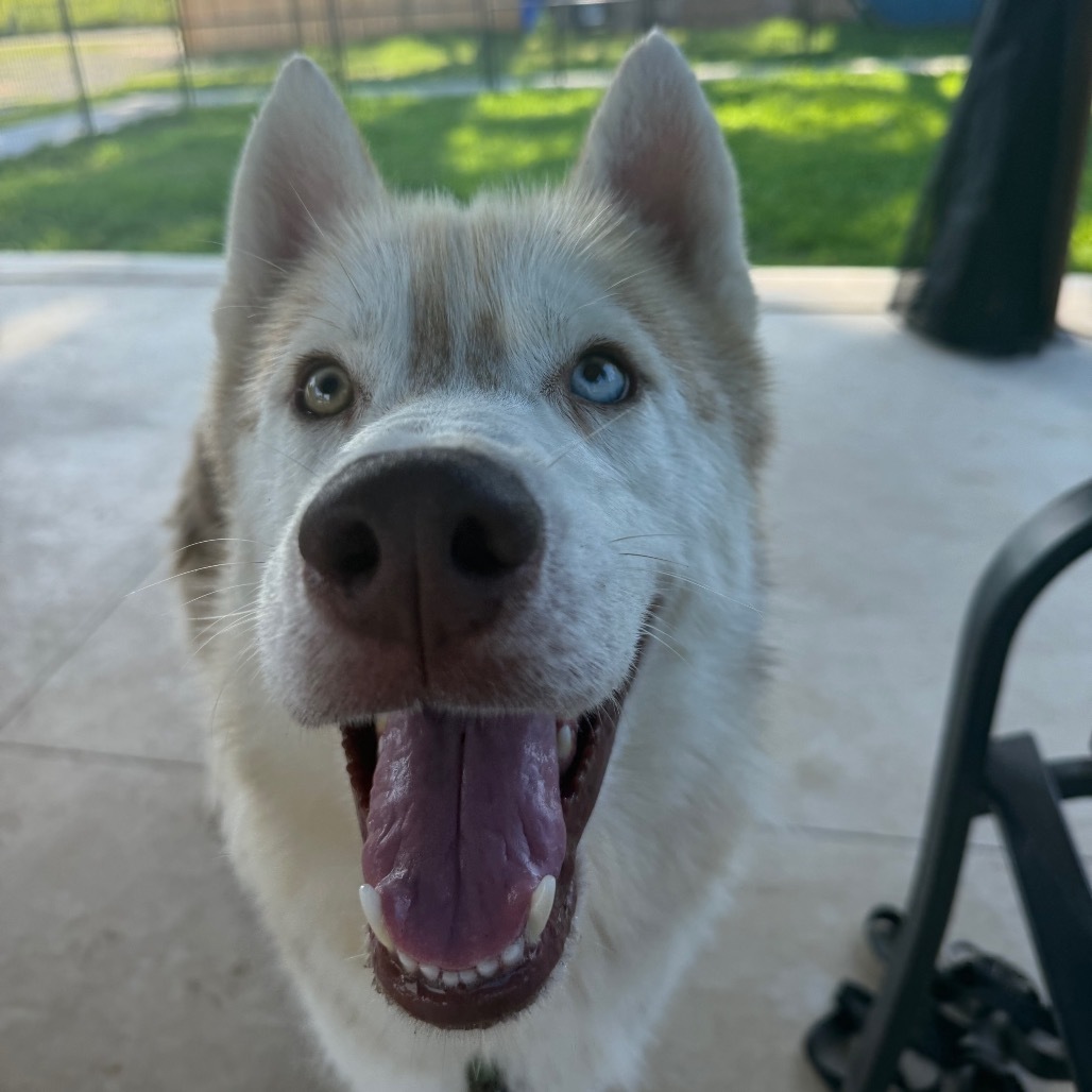 Lafayette, an adoptable Husky in Eufaula, OK, 74432 | Photo Image 6