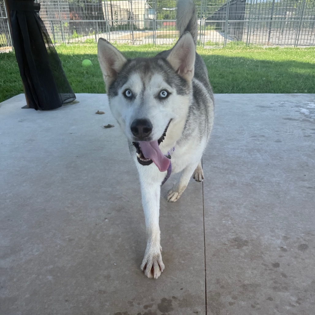 Bruno, an adoptable Husky in Eufaula, OK, 74432 | Photo Image 1
