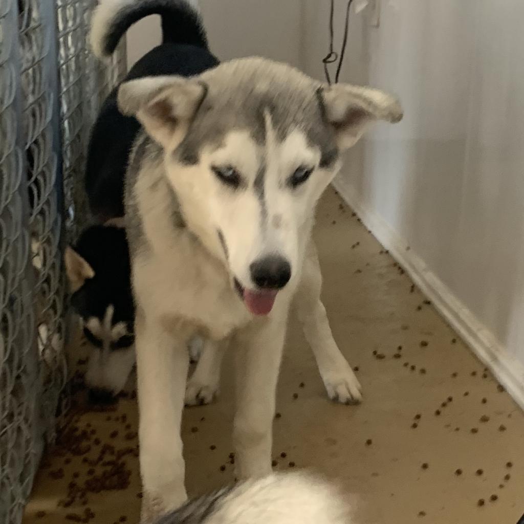 Bruno, an adoptable Husky in Eufaula, OK, 74432 | Photo Image 2