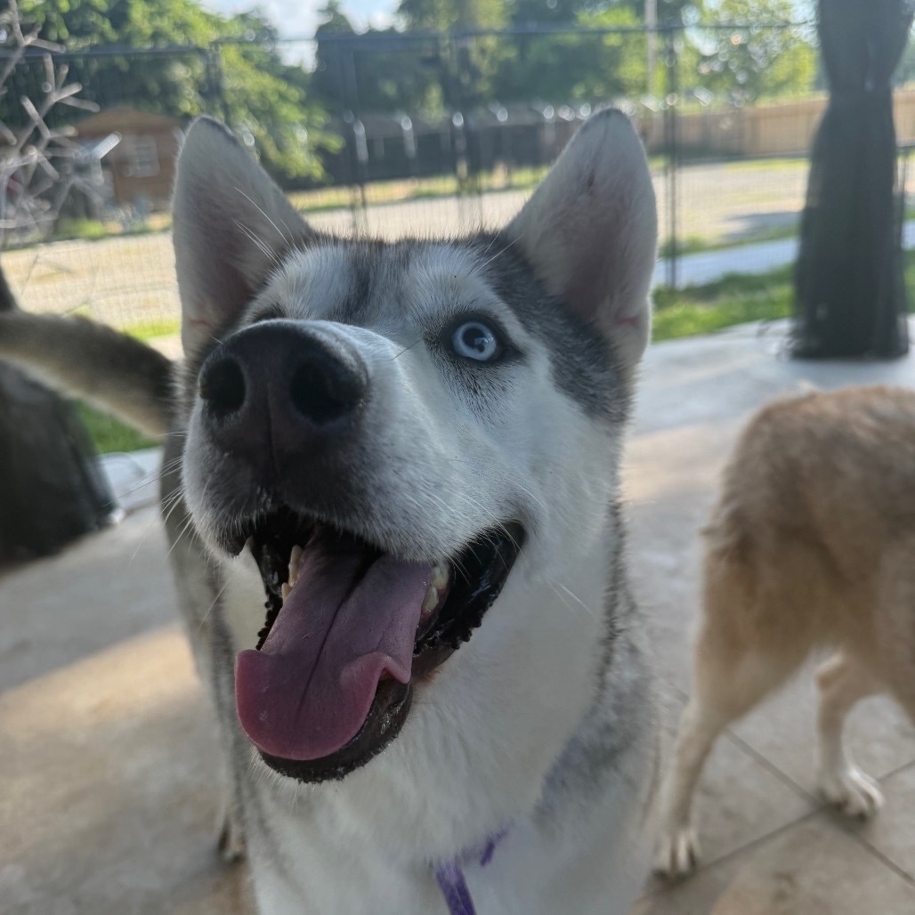 Bruno, an adoptable Husky in Eufaula, OK, 74432 | Photo Image 5