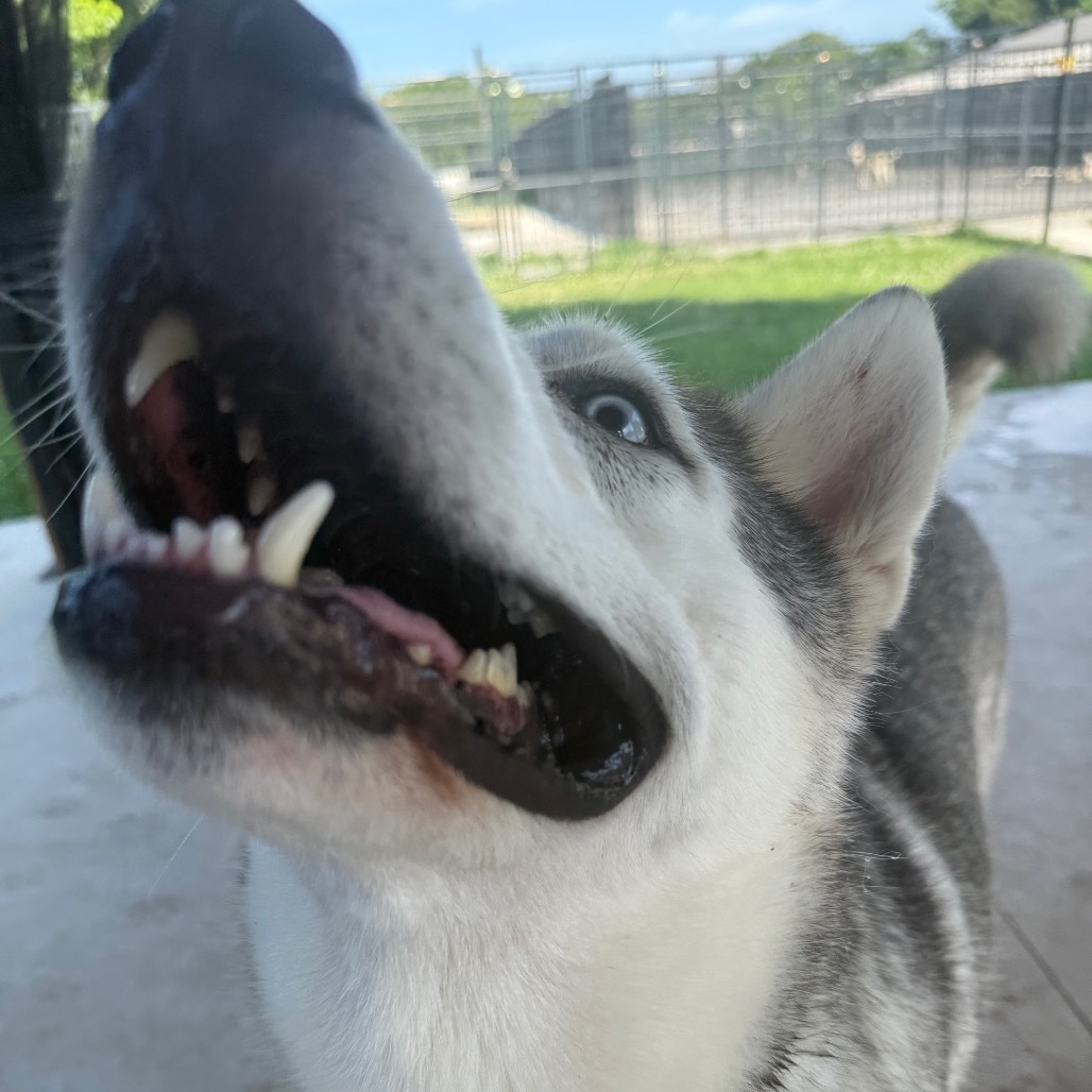 Bruno, an adoptable Husky in Eufaula, OK, 74432 | Photo Image 6