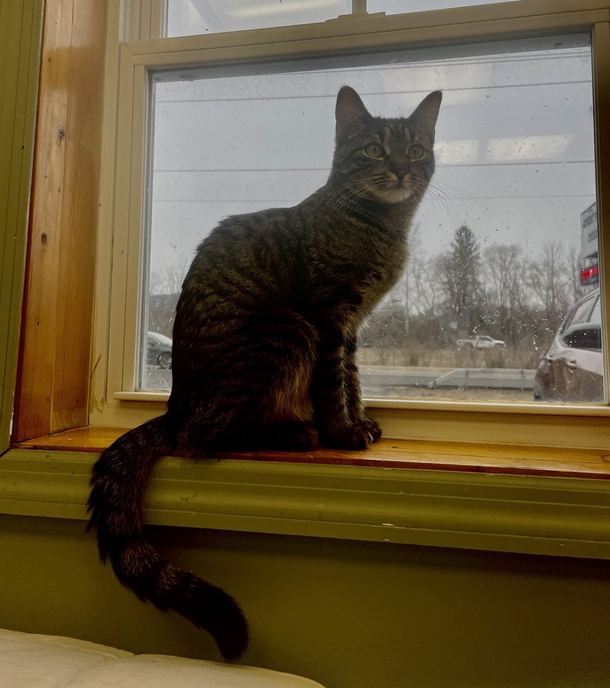 Nadine, an adoptable Domestic Short Hair in Greene, NY, 13778 | Photo Image 1