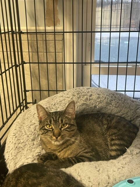 Nadine, an adoptable Domestic Short Hair in Greene, NY, 13778 | Photo Image 2