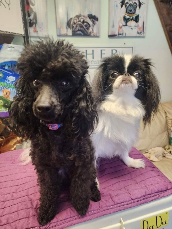 Tiny poodles for clearance adoption