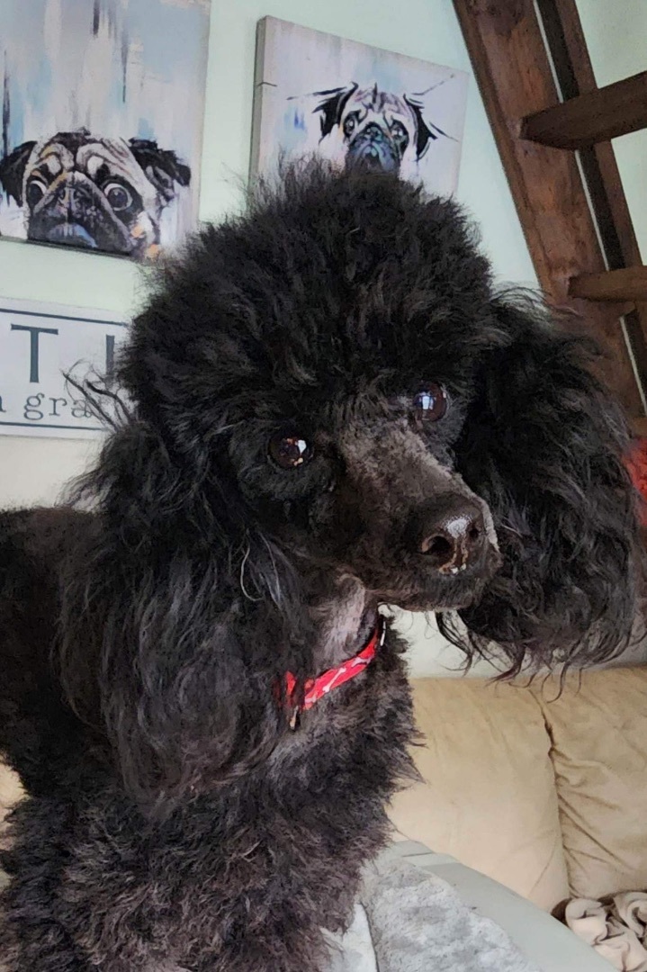 Petfinder poodle sales