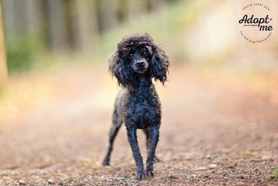 Toy poodle 2025 rescue dogs