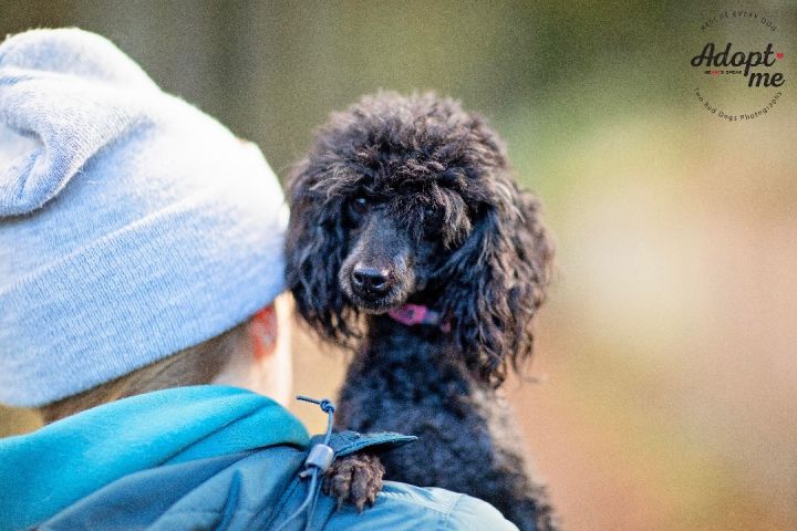 Toy poodles for 2025 adoption near me