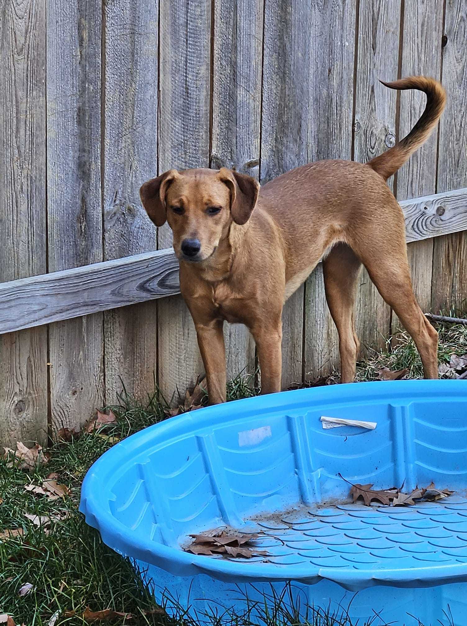 Grenade, an adoptable Vizsla in Poland, IN, 47868 | Photo Image 1