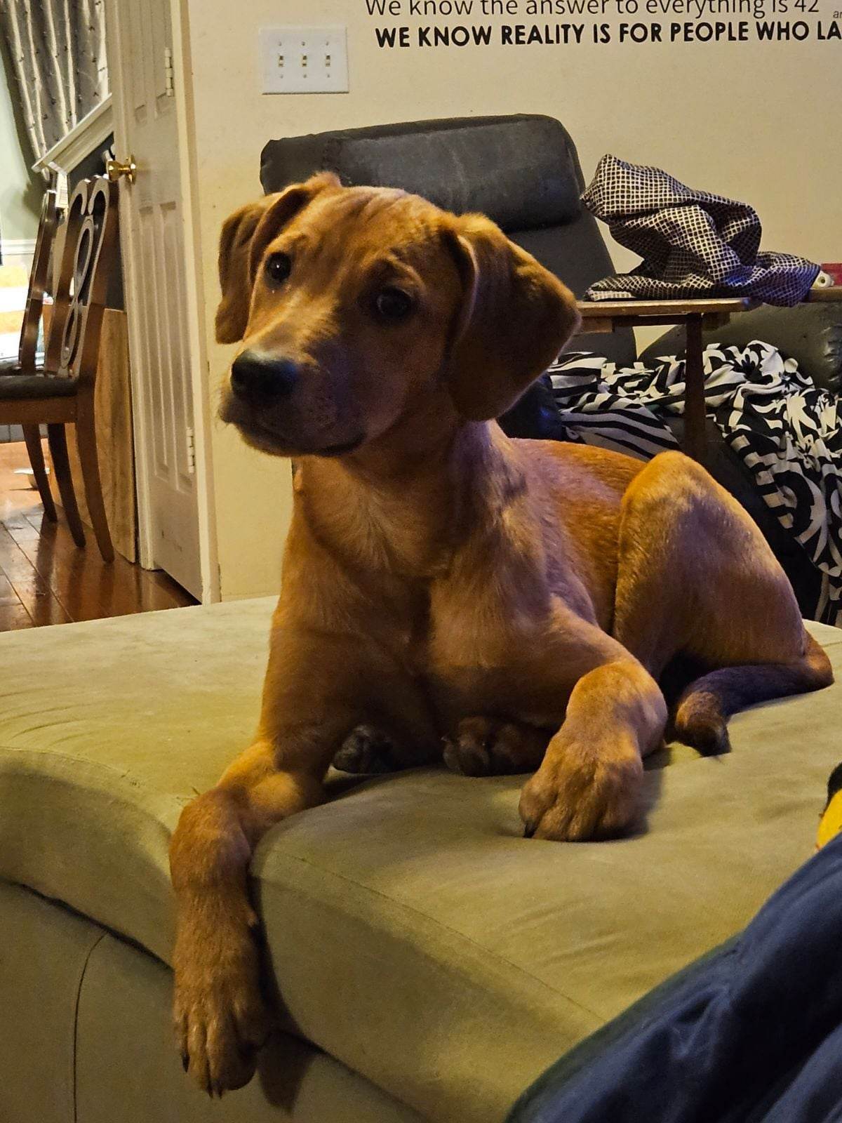 Grenade, an adoptable Vizsla in Poland, IN, 47868 | Photo Image 2