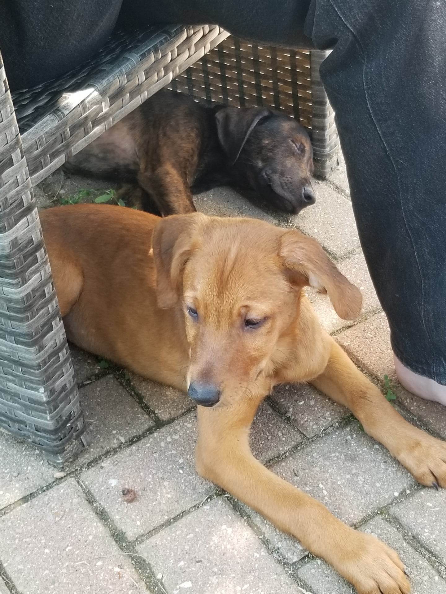 Grenade, an adoptable Vizsla in Poland, IN, 47868 | Photo Image 3