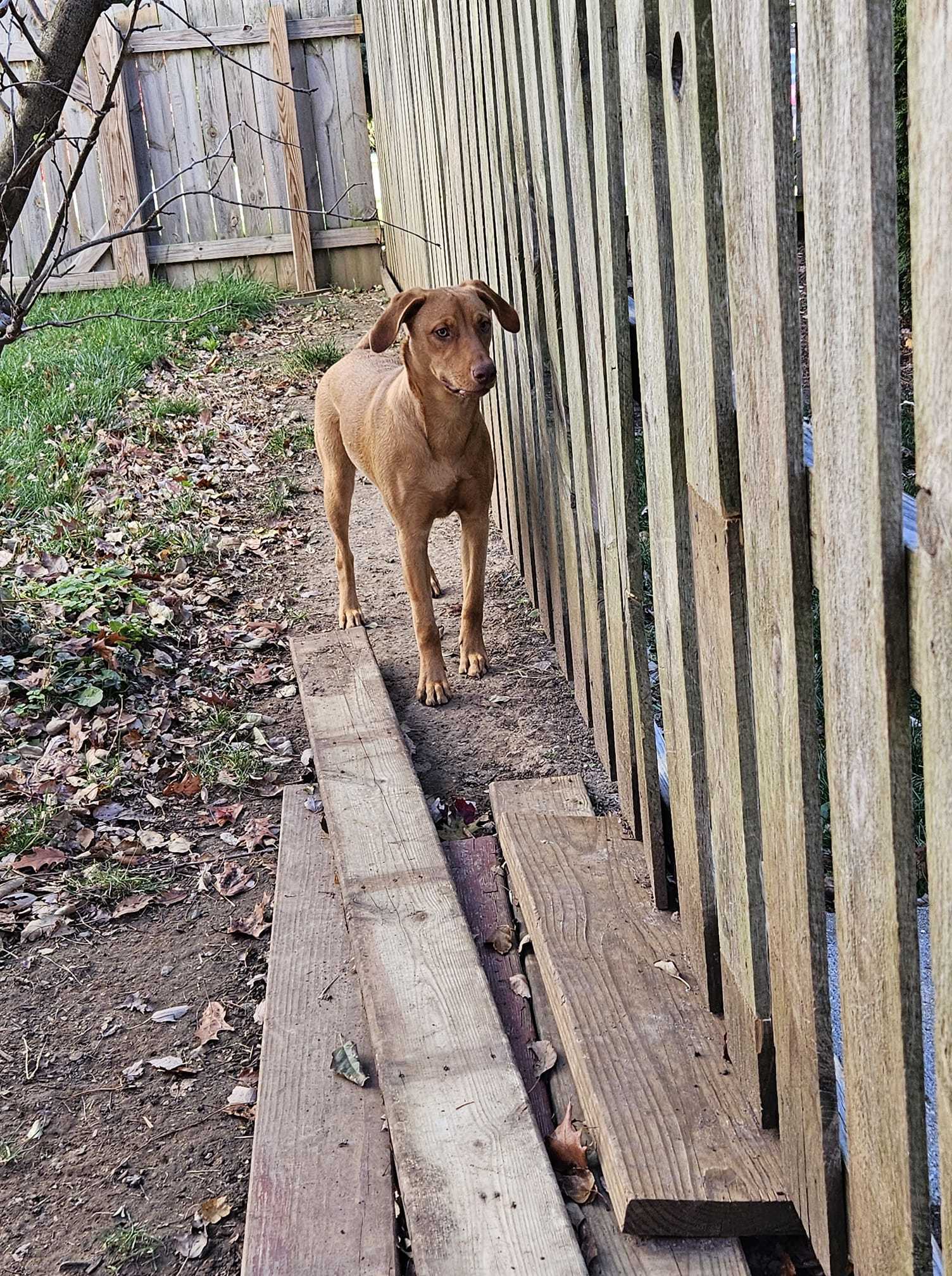 Ni, an adoptable Vizsla in Poland, IN, 47868 | Photo Image 1